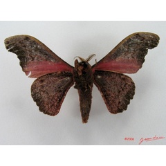/filer/webapps/moths/media/images/N/neonubifera_Adrougeriana_AM_Albertb_01.jpg