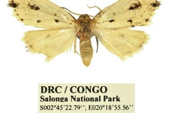 Siccia margopuncta patterna