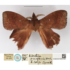 /filer/webapps/moths/media/images/P/peraffinis_Leipoxais_STM_NHMUK.jpg