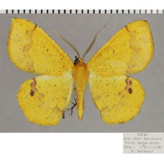 /filer/webapps/moths/media/images/L/leucicolor_Petrodava_AM_ZSMa.jpg