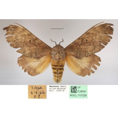 /filer/webapps/moths/media/images/R/rufescens_Gastroplakaeis_AF_MGCLa_01.JPG