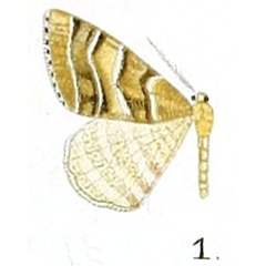 /filer/webapps/moths/media/images/B/birecta_Peridela_HT_Prout_17-1.jpg