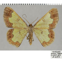 /filer/webapps/moths/media/images/L/lima_Zamarada_AF_ZSM.jpg