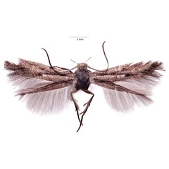 /filer/webapps/moths/media/images/R/riftella_Elachista_HT_Agassiz.jpg