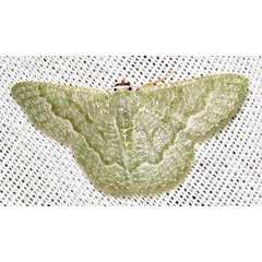 /filer/webapps/moths/media/images/A/albistrigulata_Chlorissa_A_Braun_04.jpg