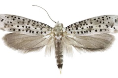 Yponomeuta oromiensis