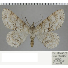 /filer/webapps/moths/media/images/A/antelmaria_Ascotis_AF_ZSM_01.jpg