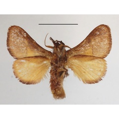 /filer/webapps/moths/media/images/C/cinnamomarea_Latoia_A_MGCLb_01.JPG