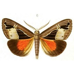 /filer/webapps/moths/media/images/A/alluaudi_Sarothroceras_HT_Mabille_1-6.jpg