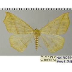 /filer/webapps/moths/media/images/L/leptosyne_Psilocerea_AF_ZSM.jpg