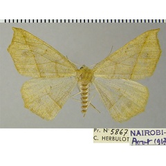 /filer/webapps/moths/media/images/L/leptosyne_Psilocerea_AF_ZSM.jpg
