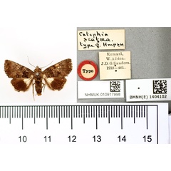/filer/webapps/moths/media/images/S/scotaea_Catephia_HT_BMNH.jpg