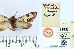 Polytela orientalis
