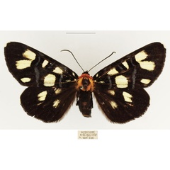 /filer/webapps/moths/media/images/E/echione_Hespagarista_AF_TMSA_01.jpg