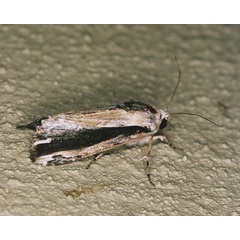 /filer/webapps/moths/media/images/V/viettei_Magusa_A_Roland_01.jpg