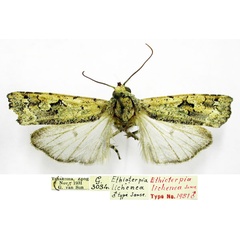 /filer/webapps/moths/media/images/L/lichenea_Ethioterpia_HT_TMSA.jpg