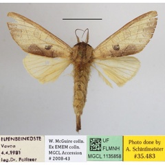/filer/webapps/moths/media/images/C/citrina_Janthinisca_A_MGCLa_02.JPG