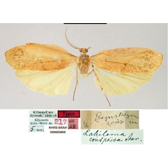 /filer/webapps/moths/media/images/C/conspersa_Lobilema_HT_SNHM.jpg