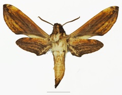 /filer/webapps/moths/media/images/M/malgassica_Theretra_AF_Basquinb.jpg