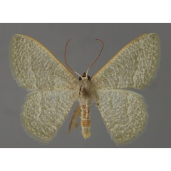 /filer/webapps/moths/media/images/S/stibolepida_Phaiogramma_A_ZSM_01.jpg