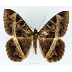 /filer/webapps/moths/media/images/D/disturbans_Cyligramma_AM_Basquin_02.jpg