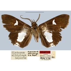 /filer/webapps/moths/media/images/A/albiplaga_Claterna_HT_MNHN.jpg