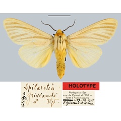 /filer/webapps/moths/media/images/G/griveaudi_Spilarctia_HT_MNHN.jpg