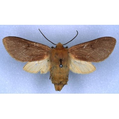 /filer/webapps/moths/media/images/B/brunneipennis_Metarctia_HT_RMCA_01.jpg