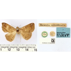 /filer/webapps/moths/media/images/C/congregata_Remigia_HT_BMNH.jpg