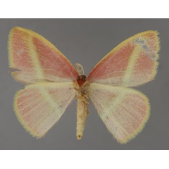 /filer/webapps/moths/media/images/F/fowleri_Pulchralata_A_ZSM_02.jpg