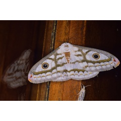 /filer/webapps/moths/media/images/A/apollonia_Heniocha_A_Roland_01_Fhy8sbp.jpg