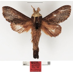 /filer/webapps/moths/media/images/E/elgonensis_Pachypasa_NT_NHMUK.jpg