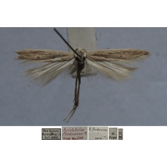 /filer/webapps/moths/media/images/F/fluidescens_Aristotelia_MHT_TMSA.jpg