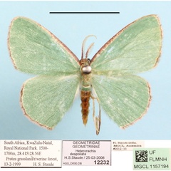 /filer/webapps/moths/media/images/D/despoliata_Heterorachis_A_MGCLa_01.jpg