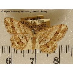 /filer/webapps/moths/media/images/O/obliquilineata_Chiasmia_A_OUMNH_01.jpg