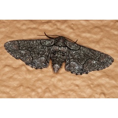 /filer/webapps/moths/media/images/A/albosignata_Omphalucha_A_Roland_01.jpg
