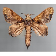 /filer/webapps/moths/media/images/S/superba_Pellecebra_AM_Cipollaa.jpg