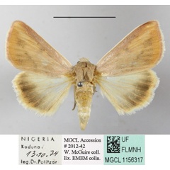 /filer/webapps/moths/media/images/A/affinis_Adisura_A_MGCLa_01.JPG