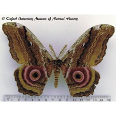 /filer/webapps/moths/media/images/A/albescens_Gynanisa_A_OUMNH.jpg