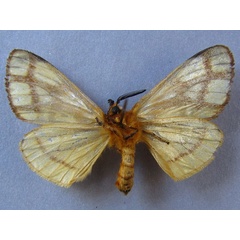 /filer/webapps/moths/media/images/R/reticulata_Anaphe_A_Baron_02.jpg