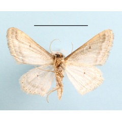 /filer/webapps/moths/media/images/G/gazellaria_Scopula_A_MGCLb_01.JPG