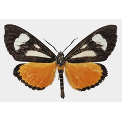 /filer/webapps/moths/media/images/B/bicurvata_Phaegorista_AM_Basquin_01a.jpg