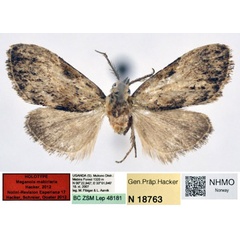 /filer/webapps/moths/media/images/M/mabiriaria_Meganola_HT_NHMO.jpg