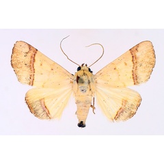 /filer/webapps/moths/media/images/C/congoensis_Strongylosia_AM_TMSA_01.jpg
