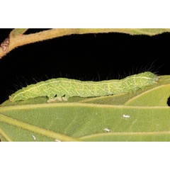 /filer/webapps/moths/media/images/M/multistriata_Exophyla_C_Heyns_01.JPG