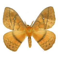 /filer/webapps/moths/media/images/V/vulpina_Maltagorea_AM_Basquin_01.jpg