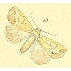 /filer/webapps/moths/media/images/H/huegeli_Janseodes_Felder_109_13.jpg