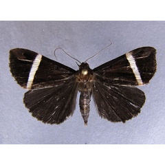 /filer/webapps/moths/media/images/M/mutilata_Dichromia_A_Baron_02.jpg