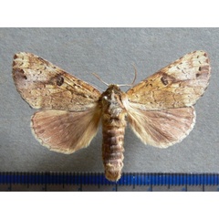 /filer/webapps/moths/media/images/B/brunneomixta_Alenophalera_A_Goff_01.JPG