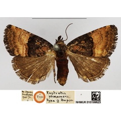 /filer/webapps/moths/media/images/P/phaeomera_Eustrotia_HT_NHMUK.jpg